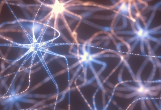 תאי עצם שמעבירים סיגנלים חשמליים בתוך מערכת העצבים