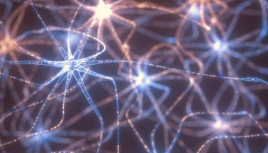 תאי עצם שמעבירים סיגנלים חשמליים בתוך מערכת העצבים