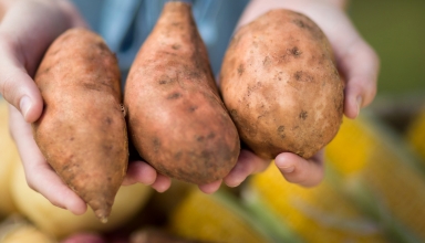 אישה מחזיקה בטטות ביד ושאולת את עצמה אם בטטה בריאה או רעילה